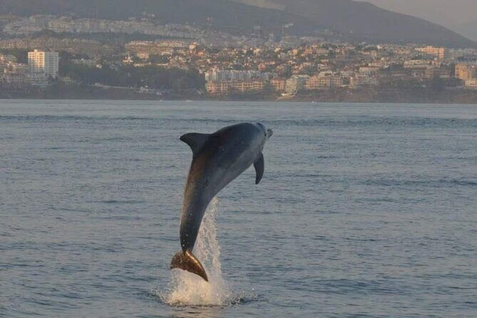 Walk and dolphin watching in Fuengirola + 1 drink - Who Should Consider This Tour?