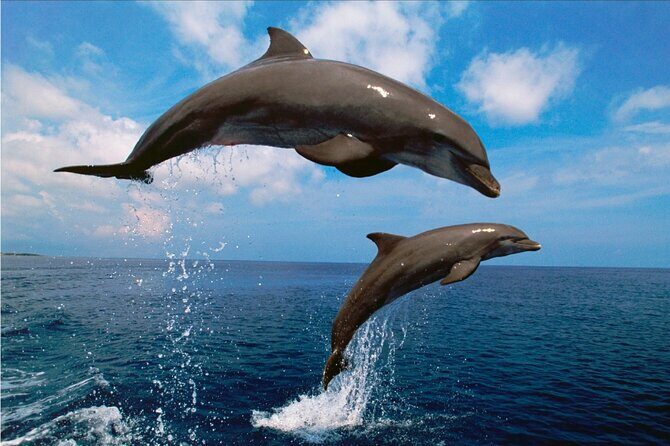 Walk and dolphin watching in Fuengirola + 1 drink - The Sum Up