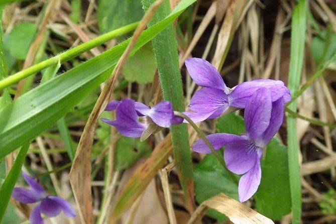Walk in Omodos alleys & around Kelephos medieval Venetian bridge - A Closer Look at What the Tour Offers