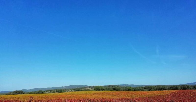Walk in the Cork Forest Experience Pack - A Friendly Look at the Walk in the Cork Forest Experience Pack