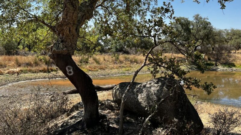 Walk in the Cork Forest Experience Pack - The Experience in a Nutshell