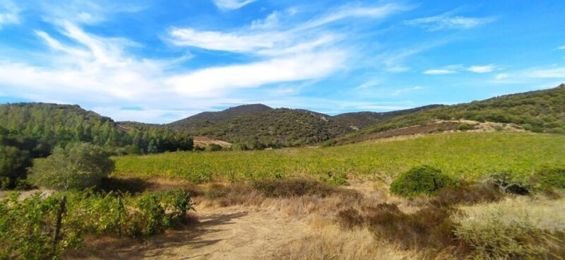 Walk through our vineyard and aperitif - Practical Details and Tips