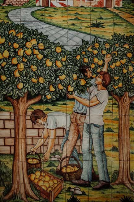 Walk through the olive grove and tasting - Key Points