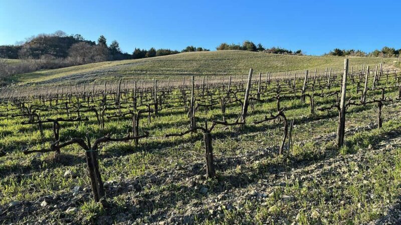 Walk through the vineyard with tasting - Key Points