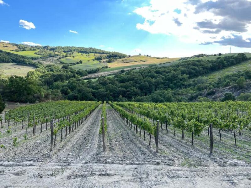 Walk through the vineyard with tasting - Value and Practicalities