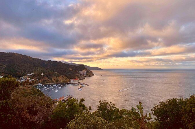 Walking History Tour on Catalina Island - The Sum Up: Who Should Book This Tour?