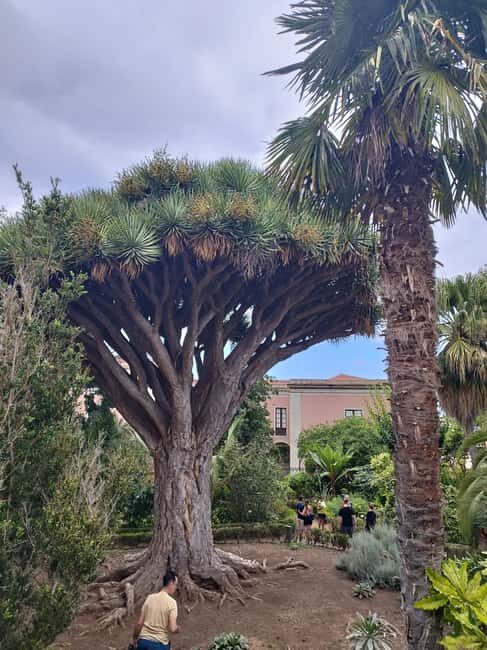 Walking route Icod de los Vinos 1:30h - Frequently Asked Questions