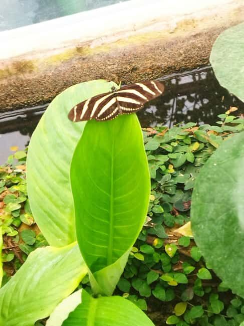 Walking tour in Garachico (1:30 h) - Who Should Consider This Tour?