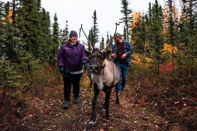 Walking with Reindeer Experience - The Sum Up