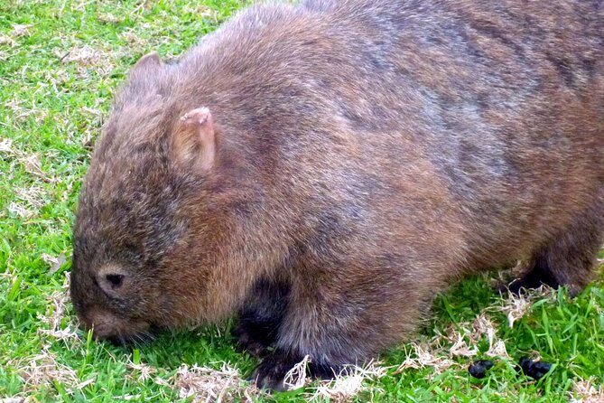 Walking with Wild Wombats Private Day Trip from Sydney - The Experience: What You Can Expect