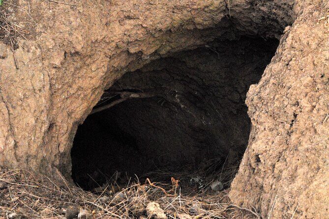 Walking with Wild Wombats Private Day Trip from Sydney - Who is This Tour Best For?