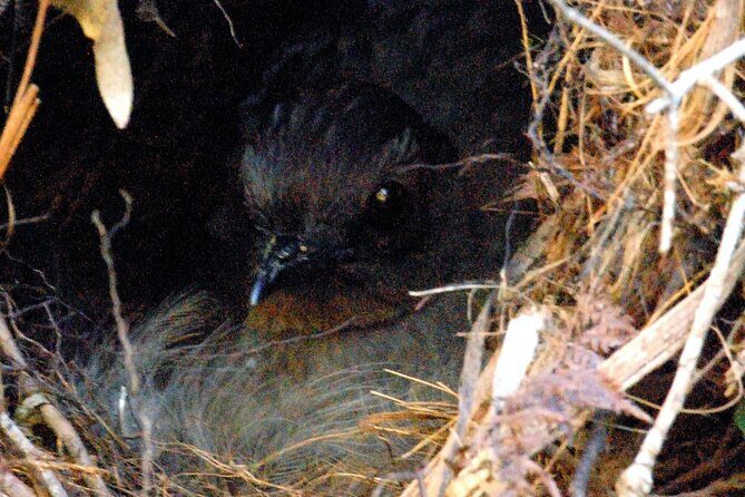 Walking with Wild Wombats Private Day Trip from Sydney - FAQ