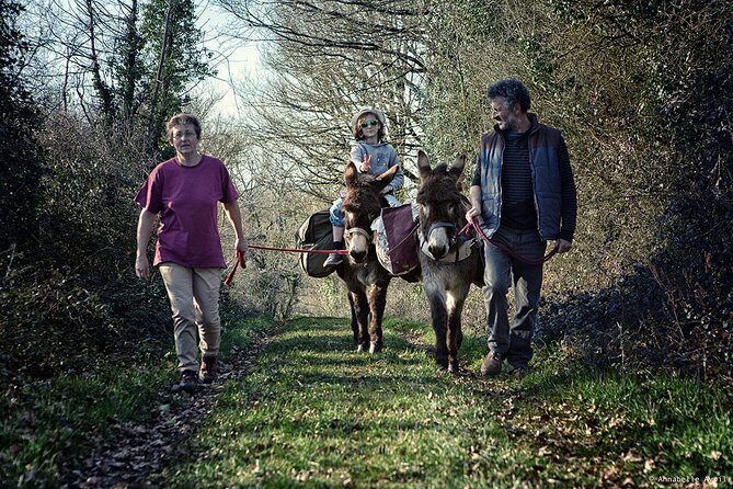 Walks and hikes with donkeys - What to Expect from Your Donkey Hike