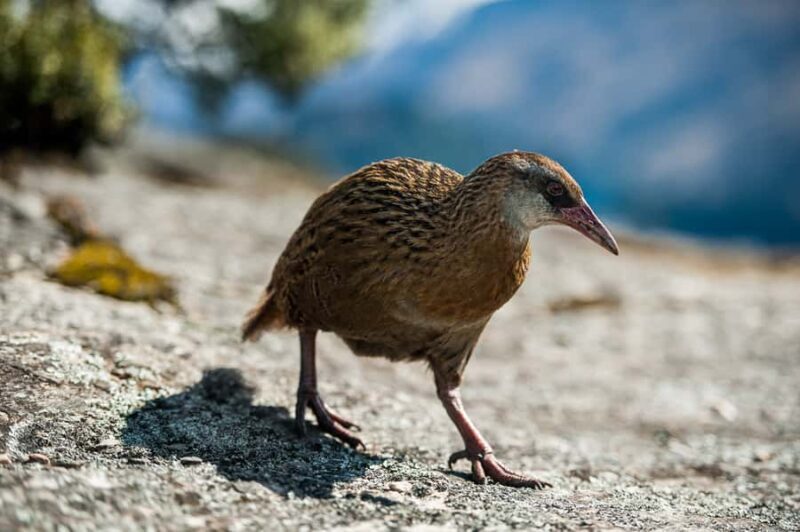 Wanaka: Water Taxi & Mou Waho Island Tour - Who Would Love This Tour?