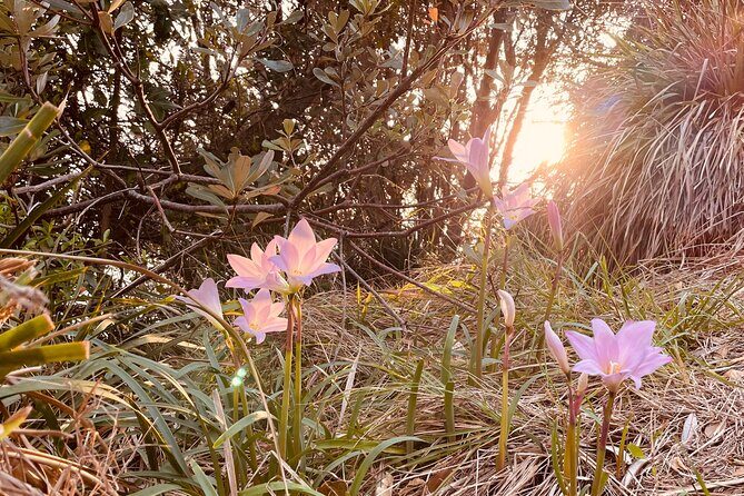 WANDER BYRON Guided Sunrise Tours to Cape Byron Lighthouse - Who Would Like This Tour?