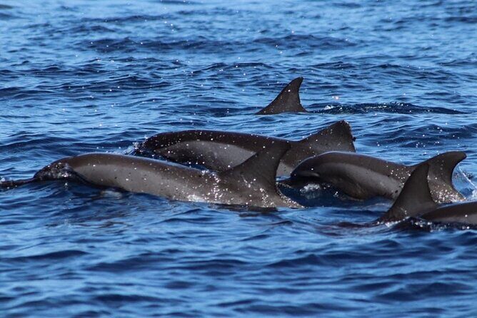 Want to escape? Treat yourself to a snorkeling session in Tahiti! - Detailed Itinerary Breakdown