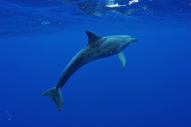 Want to escape? Treat yourself to a snorkeling session in Tahiti! - Who Is This Tour Best For?