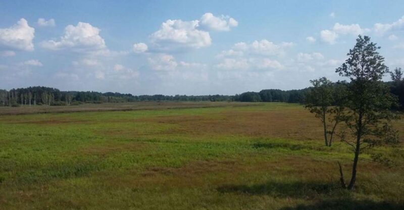 Warsaw: Bialowieza National Park and European Bison Tour - Key Points