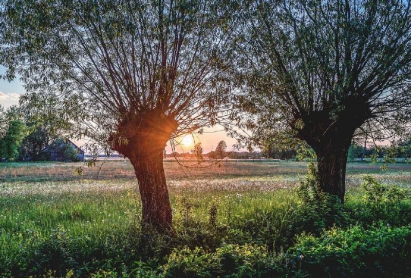 Warsaw: Half-Day Private Chopin Tour to Zelazowa Wola - Authentic Traveler Insights