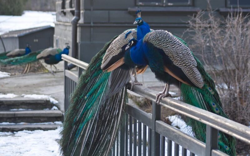 Warsaw Zoo Skip-the-Line Entry Ticket with Private Transport - Who Would Love This Tour?