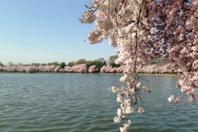 Washington D.C. Cherry Blossom,Baltimore 3-Day Tour from Boston - Who Is This Tour Best For?