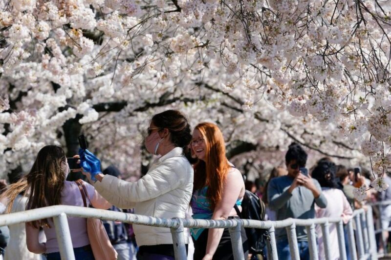 Washington DC: Cherry Blossom Walking Tour - Key Points