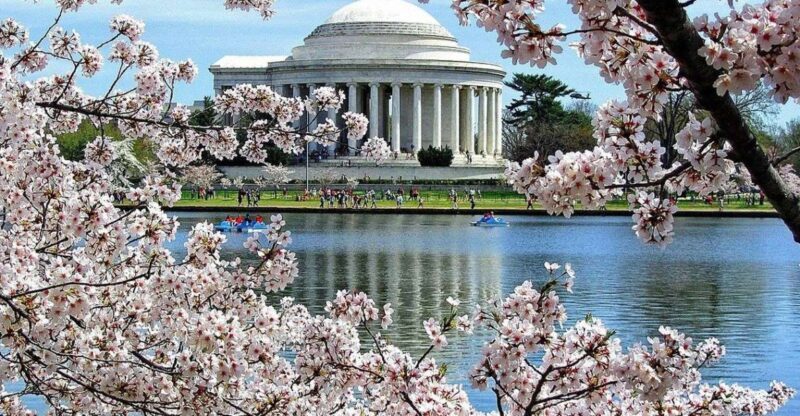 Washington DC: Cherry Blossom Walking Tour - Real People, Real Feedback