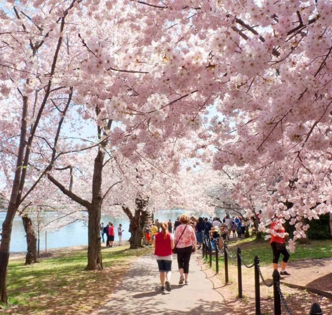 Washington DC: Cherry Blossom Walking Tour - The Value of This Tour