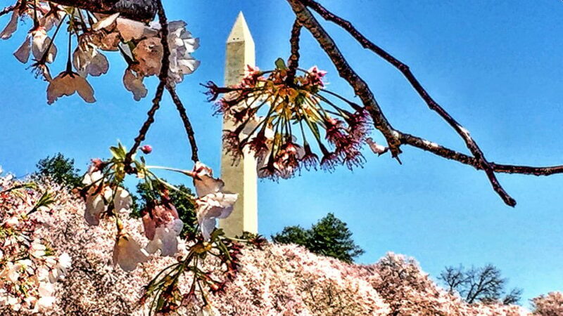 Washington, DC: Private Customized City Tour by Van - FAQ