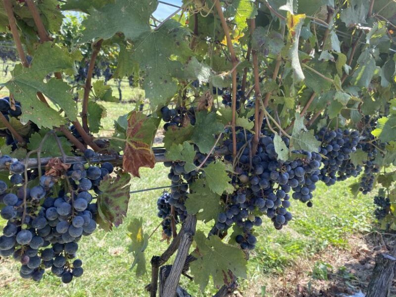 Washington, DC: Virginia Wine Region Experience Tour - Final Thoughts: Is It Worth It?