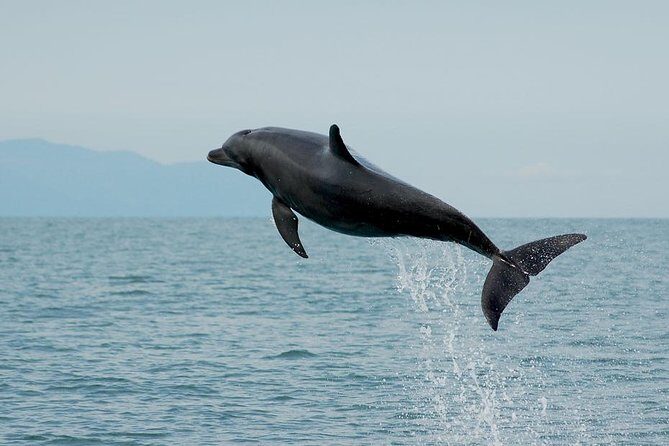 Watch and Swim with Dolphins in the Wild - The Adventure Begins at Marina Vallarta