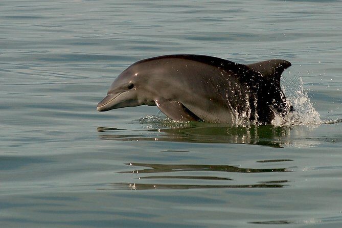 Watch and Swim with Dolphins in the Wild - Supporting Conservation and Research