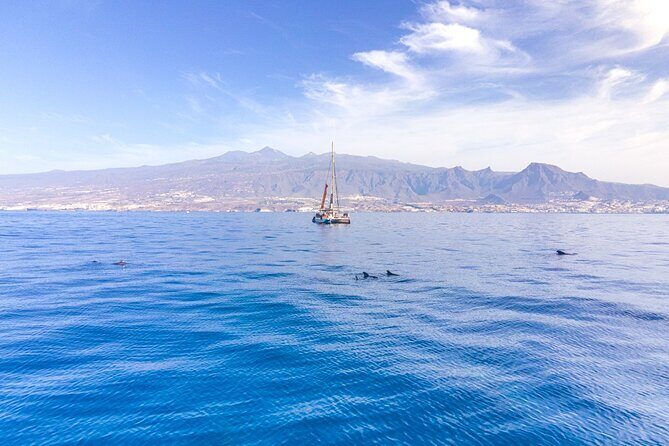 Watching and Listening Whales visiting Los Gigantes&Masca. Food&drinks included - Final Thoughts: Is This the Right Tour for You?