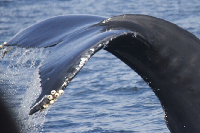 Watching whales and dolphins on Terceira Island - Key Points