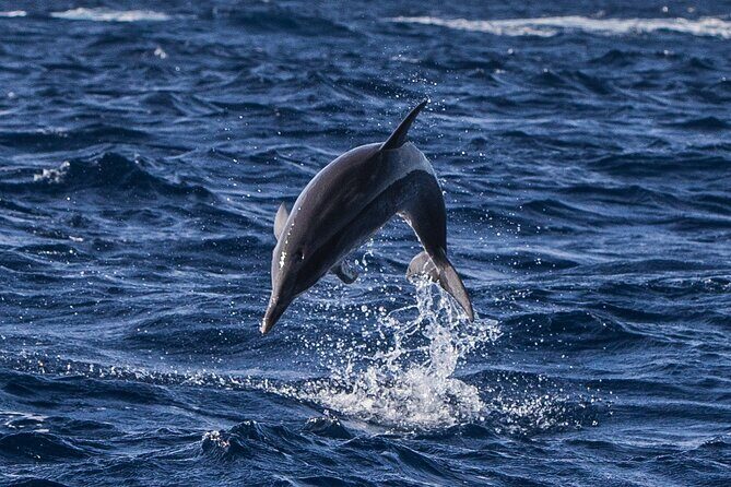 Watching whales and dolphins on Terceira Island - An Honest Look at the Experience