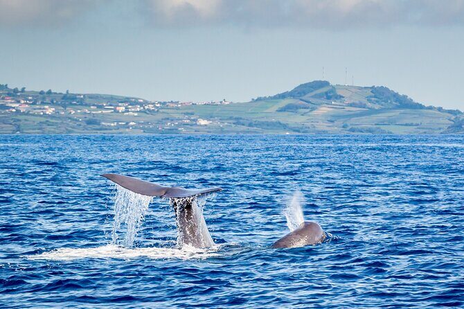 Watching whales and dolphins on Terceira Island - What Past Travelers Say