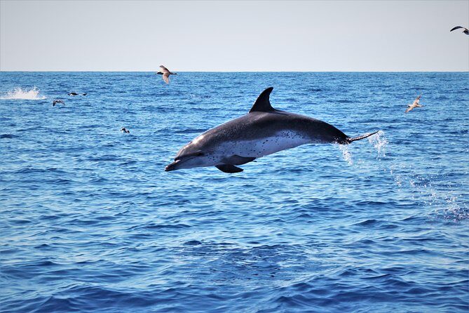 Watching whales and dolphins on Terceira Island - Who Should Consider This Tour?