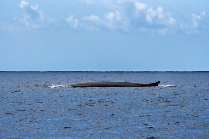 Watching whales and dolphins on Terceira Island - FAQs