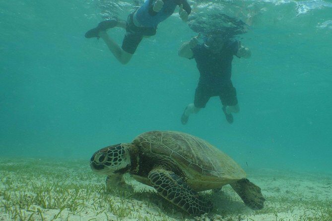 Water Taxi Signal Island Turtle Tour for cruisers - Final Thoughts