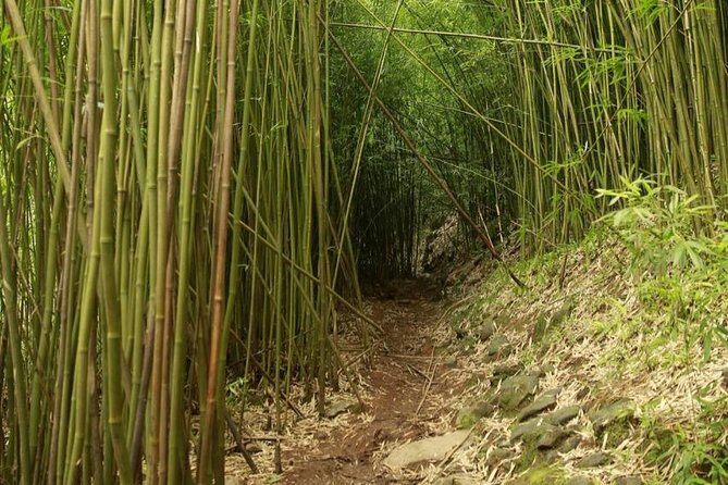 Waterfall and Rainforest Adventure - An In-Depth Look at the Waterfall and Rainforest Adventure