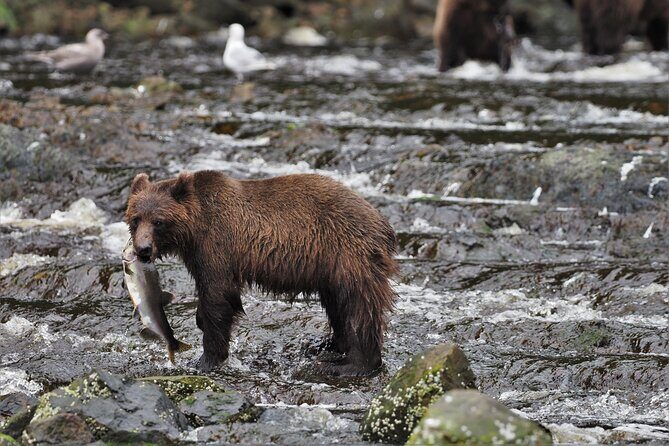 Waterfall Creek Brown Bear Viewing Juneau - Key Points