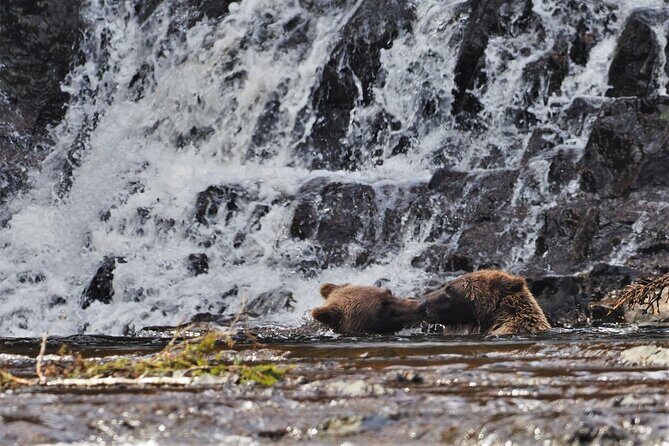 Waterfall Creek Brown Bear Viewing Juneau - Detailed Breakdown: The Itinerary and Why It Matters