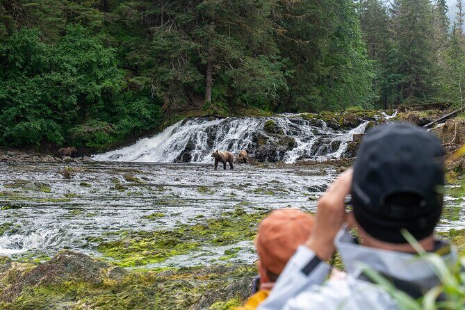 Waterfall Creek Brown Bear Viewing Juneau - What Travelers Say: Insights and Authentic Quotes