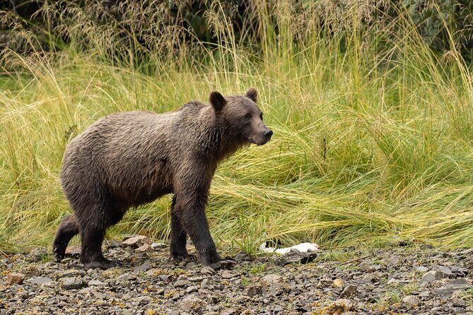 Waterfall Creek Brown Bear Viewing Juneau - The Final Verdict: Is This Tour Worth It?