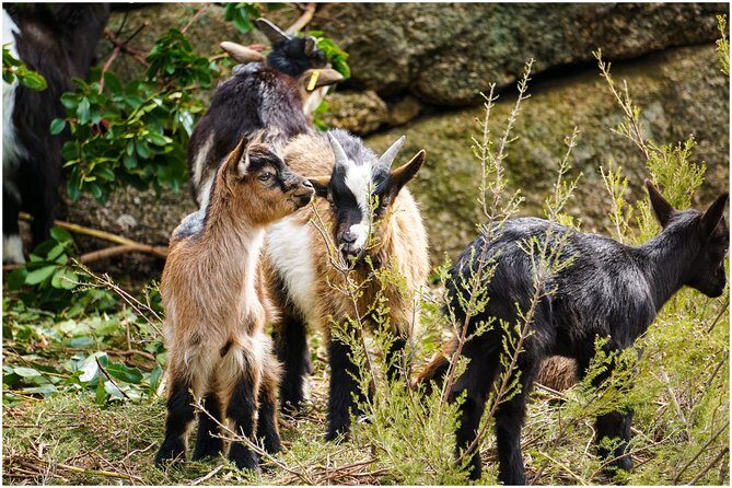 Waterfall, Lagoon and Old Village in Peneda-Gerês National Park - Frequently Asked Questions