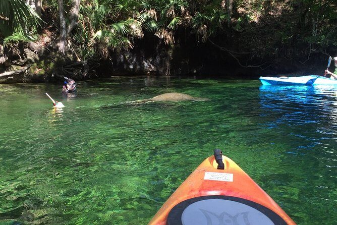 Wekiva River Guided Kayak Tour - FAQ
