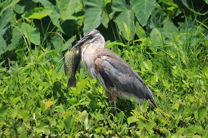 Wekiva Wildlife Kayaking Adventure Tour - FAQs