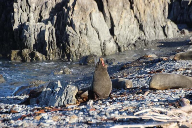 Wellington: Half Day Seal Coast Safari - What to Expect on the Tour