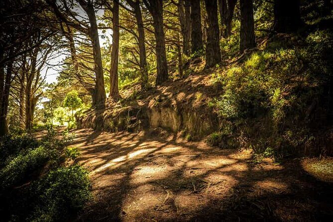 Wellington Private Highlight Fullday tour - A Closer Look: What to Expect from the Wellington Private Highlight Tour