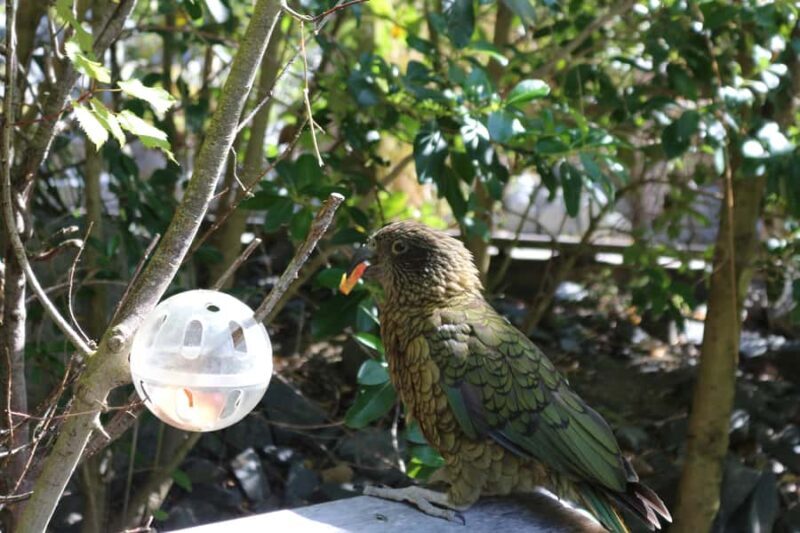 Wellington Zoo General Entry Tickets - What Makes Wellington Zoo Stand Out?